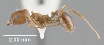 Media type: image;   Entomology 20684 Aspect: habitus lateral view